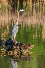 Great blue heron standing on a stump.