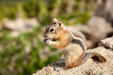 Chipmunk standing on a rock eating. Chipmunks are small, striped rodents of the family Sciuridae.