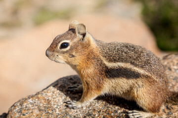Chipmunk closeup in natural setting.