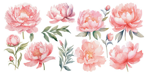 watercolor pink peony clipart for graphic resources © Dgillustration12u