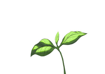 Fototapeta na wymiar young green sprout