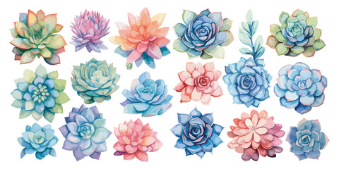 watercolor succulent clipart for graphic resources