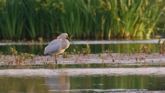 Common spoonbill with white feathers stands on one leg in stream, profile shot 