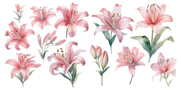 watercolor pink lily clipart for graphic resources