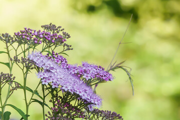 春の公園に咲くピンクのシモツケ