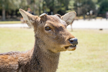 台湾 観光 通貨 ドル 台湾ドル 買い物 レート 為替
