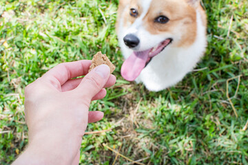Offering a treat to a dog. Dog treat cookie for a Pembroke Welsh Corgi.