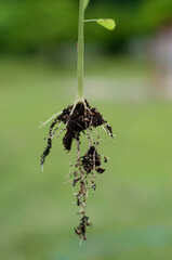 The root system of the plant is branched laterally.