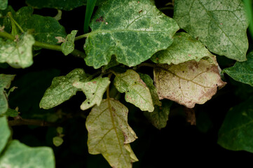 Eggplant leaves and plant diseases