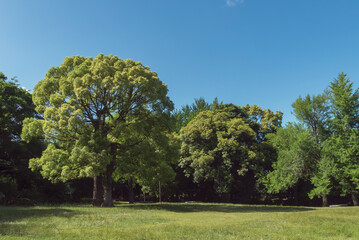 Fototapeta na wymiar 公園の緑と晴れ渡る青空　丸い1本の木　滋賀県皇子が丘公園