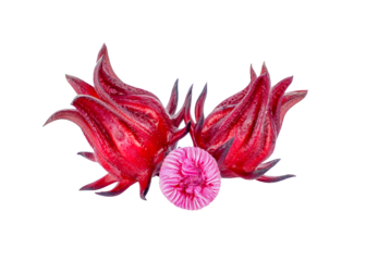 Roselle Hibiscus sabdariffa red fruit flower transparent png