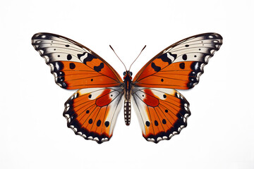 Obraz na płótnie Canvas butterfly isolated on white background