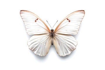 Obraz na płótnie Canvas butterfly isolated on a white background