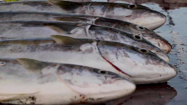Close up shot of yellowtail amberjack fish or buri fishes lying on the floor of a dock after been caught in Bahia Asuncion, Mexico at daytime.