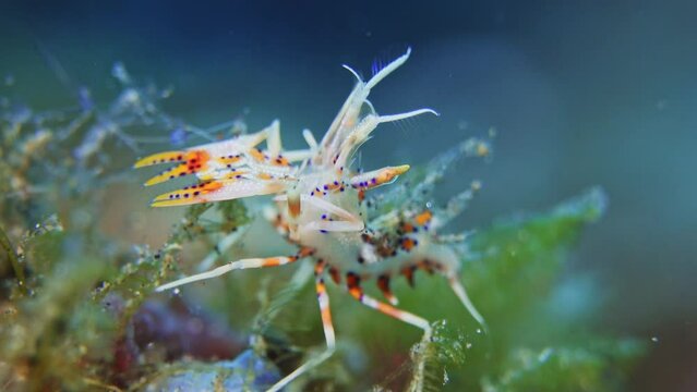 Spiny Tiger Shrimp 