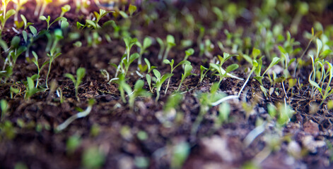 Microgreens being grown