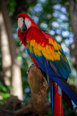 Single colorful parrot