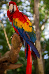 Single colorful parrot