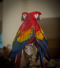 Two parrots on a stand