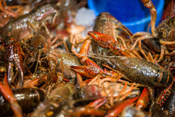 Live crawfish ready for boiling