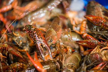 Live crawfish ready for boiling