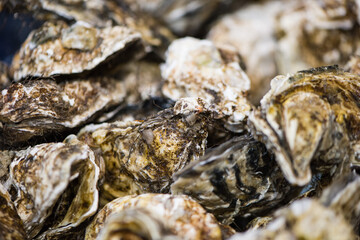 fresh oysters for sale at the seafood market.