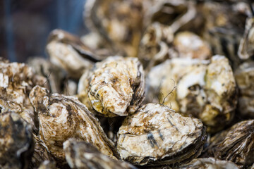 fresh oysters for sale at the seafood market.
