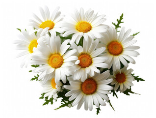 Fototapeta na wymiar Bouquet of daisies flowers closeup on white