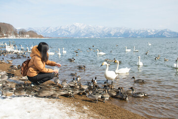 Young Asian woman is enjoy feeding to birds at Lake Inawashiro in Fukushima, Japan.