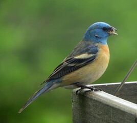 colorful blue-headed lazuli bunting perched on a  feeder in early summer in broomfield, colorado 