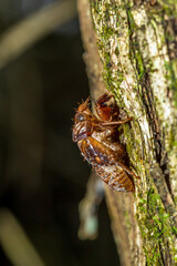 Branch chronicles, traces of a cicada's metamorphosis
