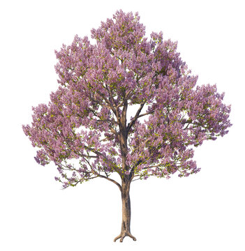 pink blossom flower tree with leaves png images_ tree images _ plant images _ decorated tree images _ pink blossom flower tree with  leaves in isolated white background 