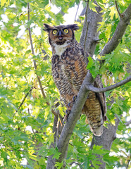 Great-horned Owl perched on a tree branch in the forest, Quebec, Canada