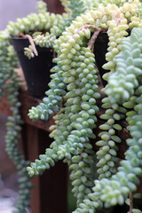 Selective focus of Sedum morganianum, the donkey tail or burro's tail, a species of flowering plant in the family Crassulaceae, native to southern Mexico