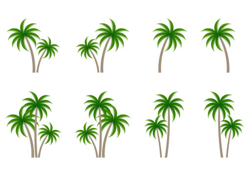 Coconut Tree or  Palm Tree Vector Illustration Isolated on White Background.