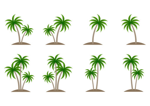 Coconut Tree or  Palm Tree Vector Illustration Isolated on White Background.