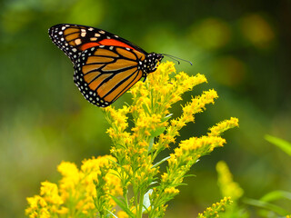 butterfly on flower