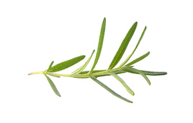 Rosemary isolated on transparent png