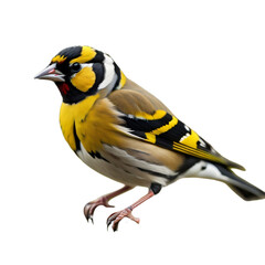 Obraz premium A Beautiful Goldfinch, Common European Bird, isolated, transparent background, no background. PNG. Generative AI.