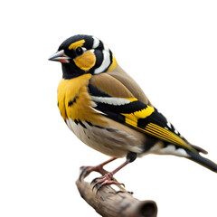 A Beautiful Goldfinch, Common European Bird, isolated, transparent background, no background. PNG. Generative AI.