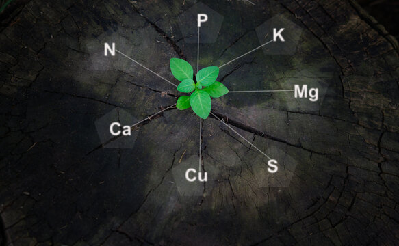Nutrition for plants involves providing essential nutrients such as nitrogen, phosphorus, and potassium, as well as micronutrients, to support their growth, development, and overall health. 