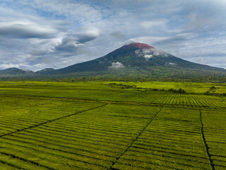 Aerial drone of tea plantations at the foot of the Kerinci volcano. Tea estate landscape. Sumatra, Indonesia.