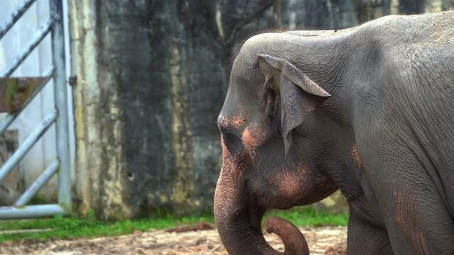 Extreme close up shot of a stumpy Asian elephant, elephas maximus walking across the enclosed environment, swinging its trunk with food.