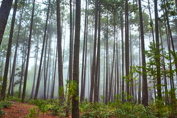 Fototapeta na wymiar foggy forest, pine trees and mist in forest of mexiquillo durango 