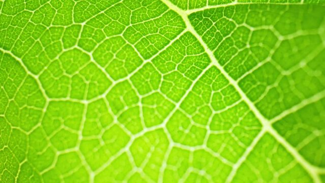 Macro video showcases mulberry leaves up close, revealing intricate veins and vibrant green color, highlighting their natural beauty. Natural green leaf background. Nature concept. 4K HDR
