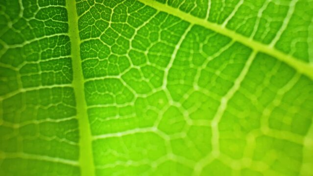 In a mesmerizing macro video, mulberry leaves showcase intricate veins and vibrant green hues, revealing their delicate yet resilient nature. Natural green leaf background. 4K UHD
