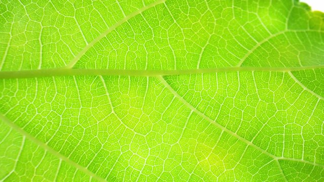 Through a macro lens, mulberry leaves reveal their fascinating texture, with tiny hairs covering their surface, adding a velvety touch to their appearance. Natural green leaf background. 4K
