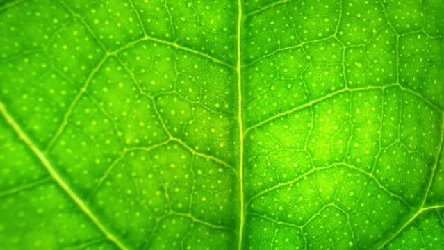 Showcasing gourd leaves reveals exquisite details: vibrant green hues, intricate veining, and delicate serrated edges. Each type, bitter gourd, bottle gourd, and ridge gourd&mdash;boasts unique leaf shapes
