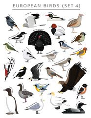 European Birds Set Cartoon Vector Character 4 - obrazy, fototapety, plakaty
