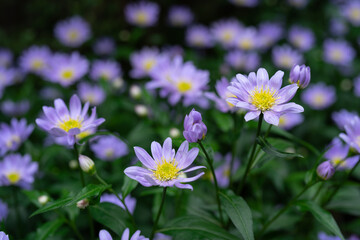 ミヤコワスレ　Aster savatieri